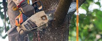 How Our Tree Care Process Works  in  Tunica, MS