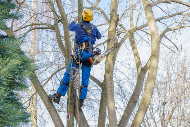 Best Storm Damage Tree Cleanup  in Tunica, MS