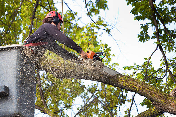 Best Tree Health Inspection  in Tunica, MS